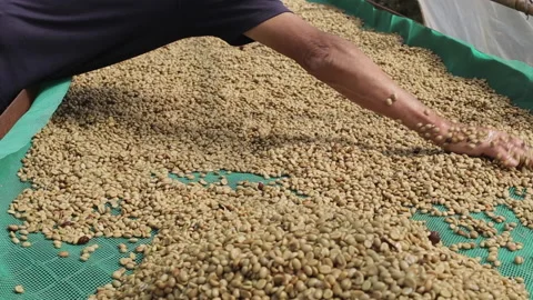 Coffee beans are drying at the coffee farm. Stock Footage 167926136