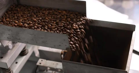 Coffee beans are falling into the metal hopper. Preparation of roasting coffee Stock Footage 240215560