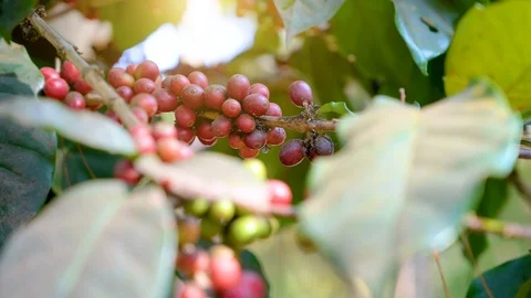 The coffee beans that begin to ripen until red on the coffee tree. Stock Footage 124012709