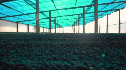 Coffee beans being dried on a farm in Brazil Stock Footage 258601004