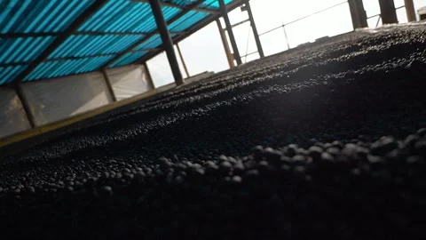 Coffee beans being dried in an ultraviolet technological process Stock Footage 258601019