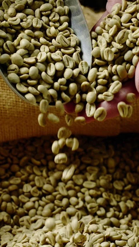 Coffee beans being poured from a bag into a scoop for roasting preparation Stock Footage 308433942