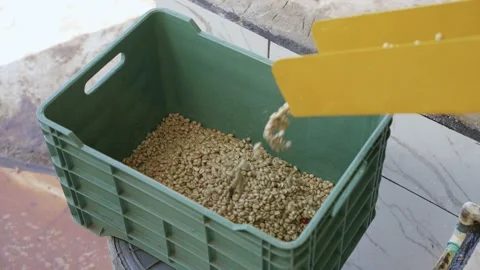 Coffee beans being processed. Stock Footage 228360934