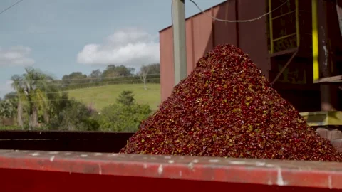 Coffee beans being processed with plantation machinery Stock Footage 263901580