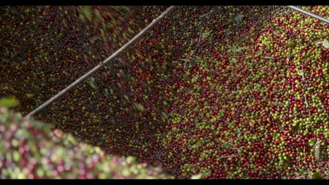 Coffee beans being processed with plantation machinery Stock Footage 263901586