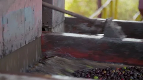 Coffee beans being processed with plantation machinery Stock Footage 263901599
