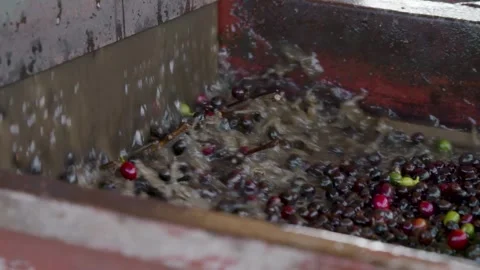 Coffee beans being processed with plantation machinery Stock Footage 263901615