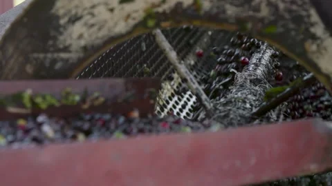 Coffee beans being processed with plantation machinery Stock Footage 263901621