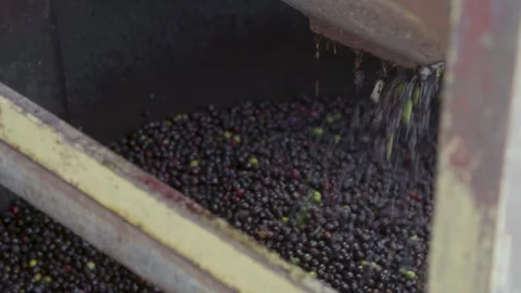 Coffee beans being processed with plantation machinery Stock Footage 263901626