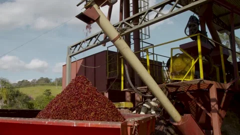 Coffee beans being processed with plantation machinery Stock Footage 263901628