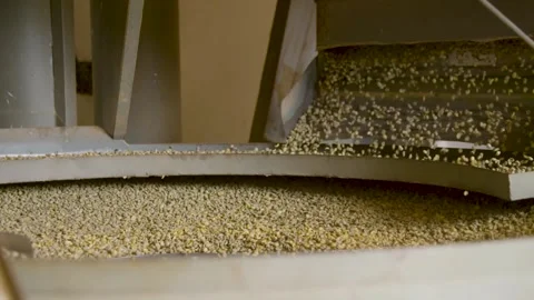 Coffee beans being processed with plantation machinery Stock Footage 263901639