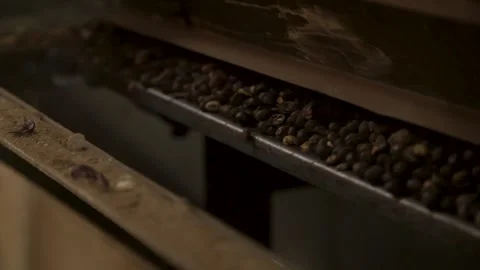 Coffee beans being processed with plantation machinery Stock Footage 263901717