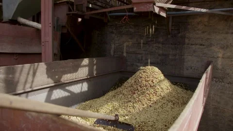 Coffee beans being processed with plantation machinery Stock Footage 263901727