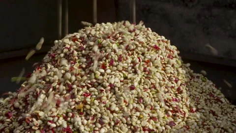 Coffee beans being processed with plantation machinery Stock Footage 263901736