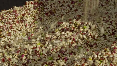 Coffee beans being processed with plantation machinery Stock Footage 263901742