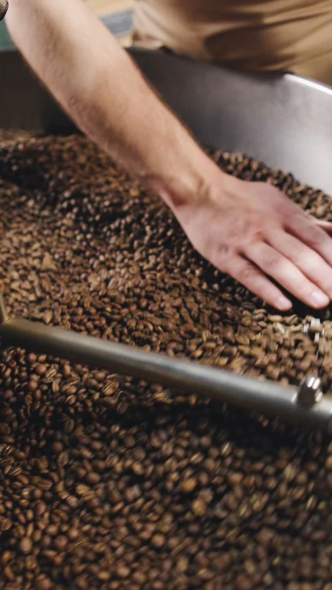 Coffee beans being sorted by hand in a roasting facility during the afternoon Stock Footage 321765918