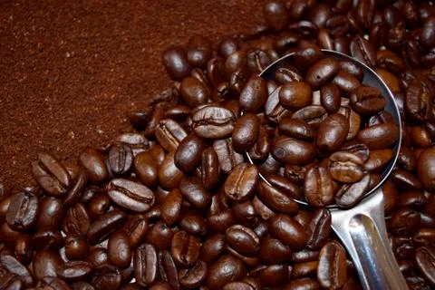 Coffee beans in the blade. Stock Photos