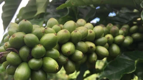 Coffee beans branch Stock Footage 66111801