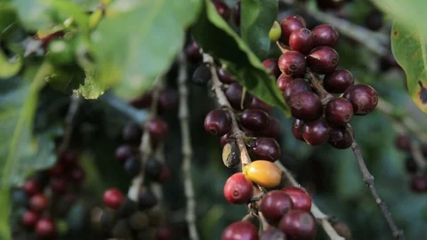 Coffee beans on a branch Stock Footage 113290195