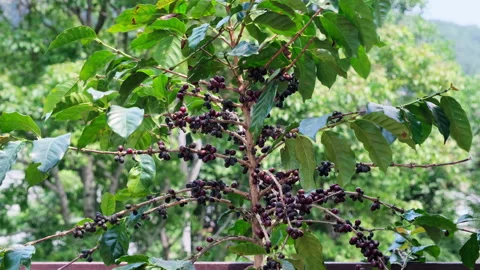Coffee beans on a branch in plantation. Stock Footage 172396085