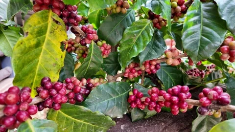 Coffee beans on a branch of tree. 스톡 동영상 262398317