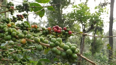 Coffee beans branches in forest. Stock Footage 244178901