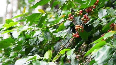 Coffee Beans Cherries ,close up view of coffee plant Stock Footage 259598641