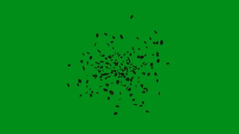 Coffee beans on chromakey background. Coffee explosion. Video stock 168561188