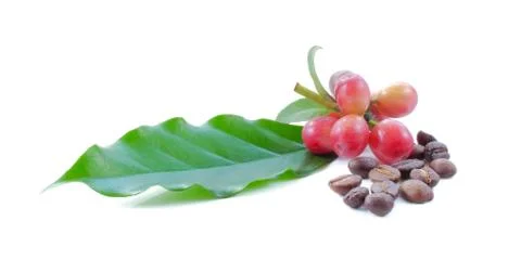 Coffee beans close up on background. Stock Photos