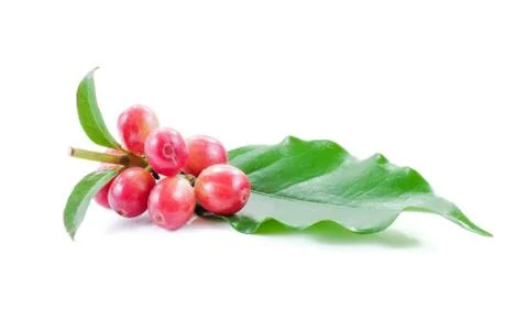 Coffee beans close up on background. Stock Photos