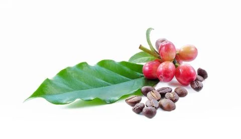 Coffee beans close up on background. Stock Photos