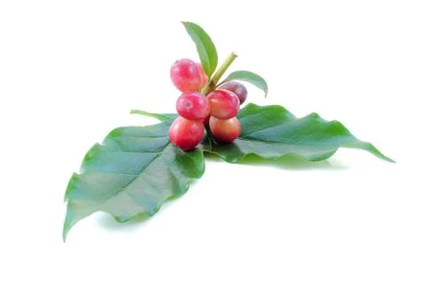 Coffee beans close up on background. Stock Photos