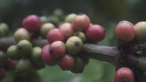 Coffee beans closeup on coffee bushes Video stock 82755552