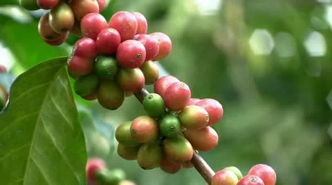 Coffee beans (closeup) 스톡 동영상 12448671