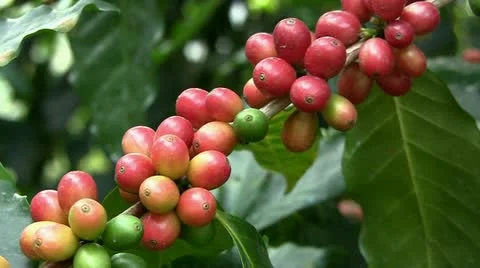 Coffee beans (closeup) Stock Footage 12448911