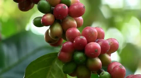 Coffee beans (closeup) Stock Footage 12466329