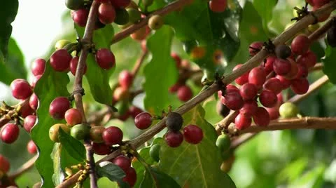 Coffee beans (closeup) Stock Footage 20962014