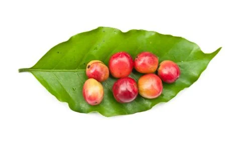 Coffee beans on coffee leaf. 写真素材