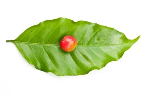 Coffee beans on coffee leaf. Stock Photos