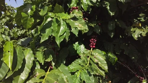 Coffee beans on coffee tree, on the farm field Stock Footage 197583719