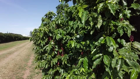 Coffee beans on coffee tree, on the farm field Stockbeeldmateriaal 199470428