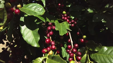 Coffee beans on coffee tree, Video stock 254106895