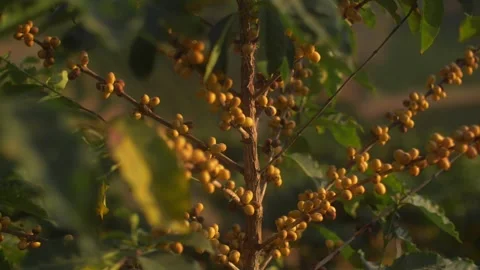 Coffee beans at a coffee tree Stock Footage 271353738