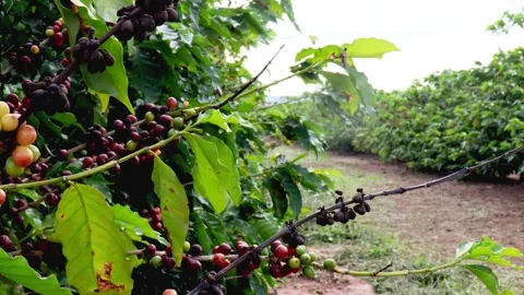 Coffee beans on coffee tree Stock Footage 272621707