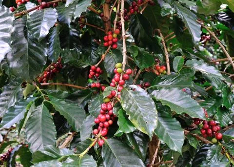 Coffee beans on coffee tree Stock Photos