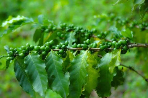 Coffee beans on a coffee tree Stock Photos
