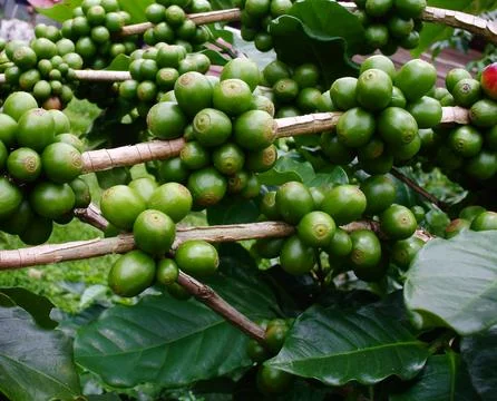 Coffee beans on coffee tree. Foto stock