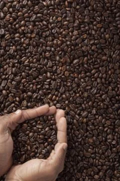 Coffee beans in cupped human hands Stock Photos