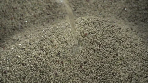 Coffee beans depulping Stock Footage 161727131