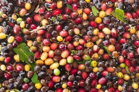 Coffee beans discarded in the selection process, coffee Stock-Fotos